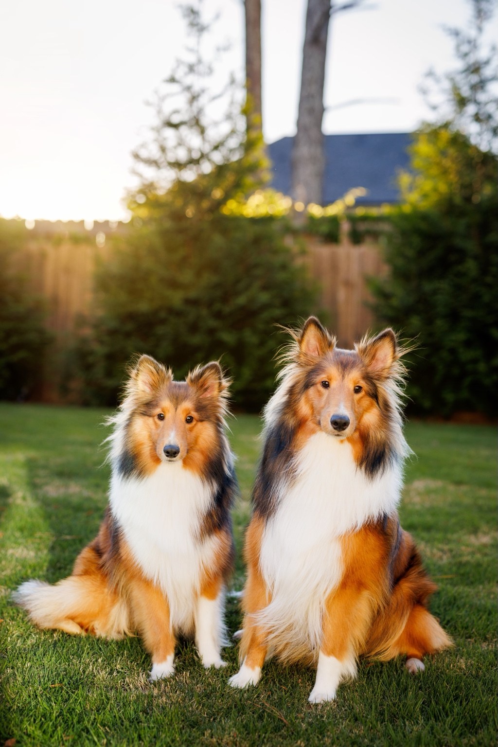 Noa and Lia, two Shetland Sheepdogs sitting together on the grass